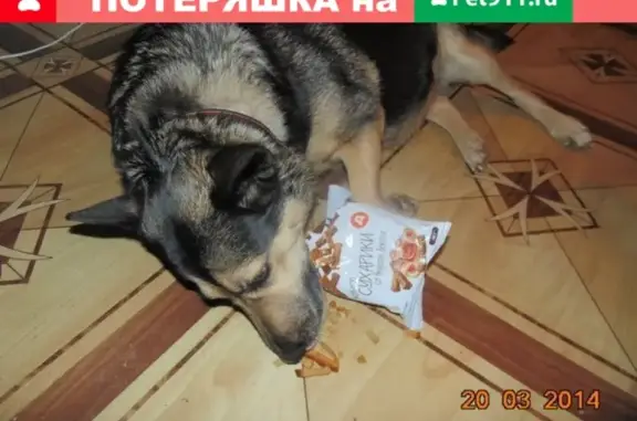 Пропала собака Бима в Трубичино, Новгородская область