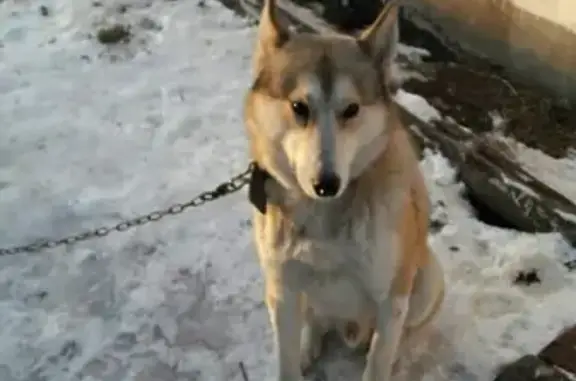 Пропала собака Иван в Нефтекамске https://vk.com/id520450944