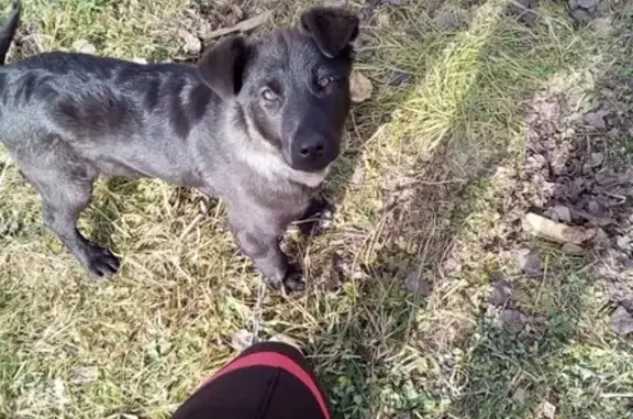 Пропала собака в селе Троицкое, Южно-Сахалинск
