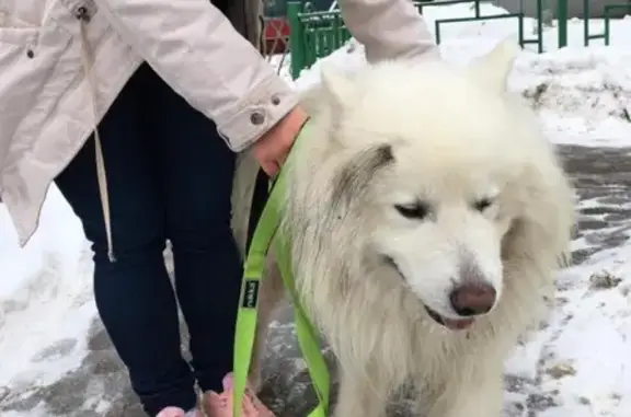 Собака найдена на Бутырском Валу в Москве.