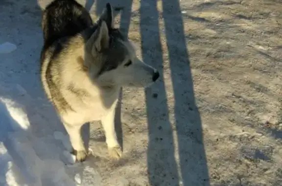 Собака найдена в Коломне, без ошейника, похож на хаски с лайкой.