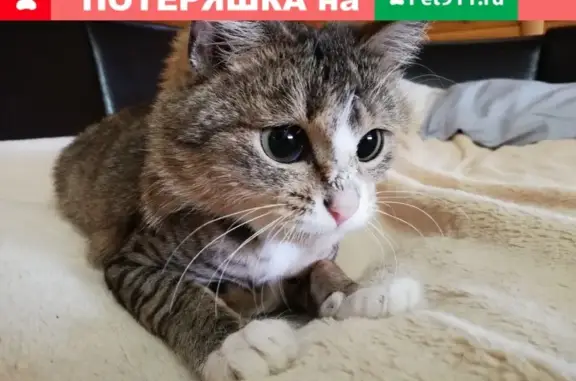 Пропала кошка в районе ТЦ Алекс, Советский. #потеряшкаСоветский