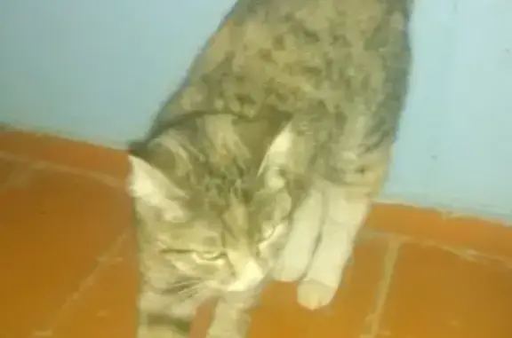 Найдена техцветная кошка в Югорске, нужен дом