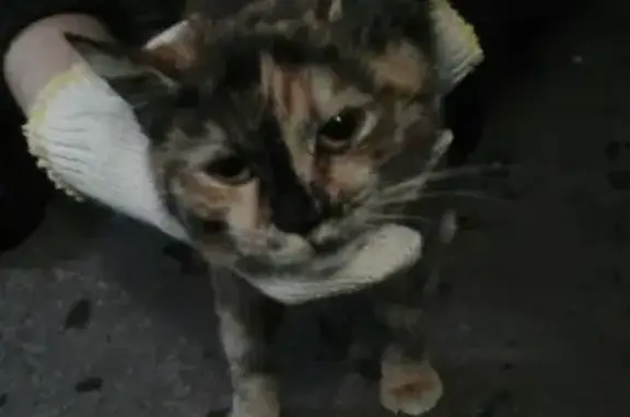Найдена кошка в Колпино, ул. Веры Слуцкой