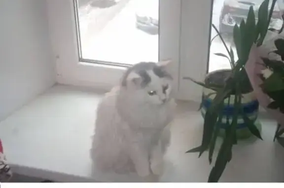 Найден белый котик на ул. Мытнинской