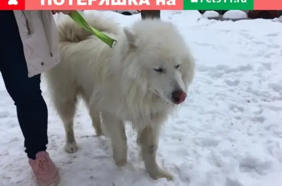 Собака Самоед найдена на Бутырском Валу