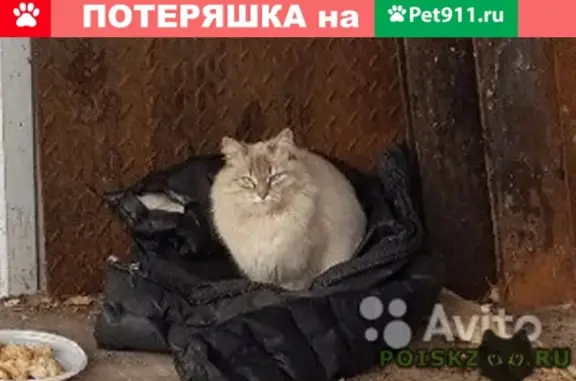 Найдена пушистая кошечка в Москве