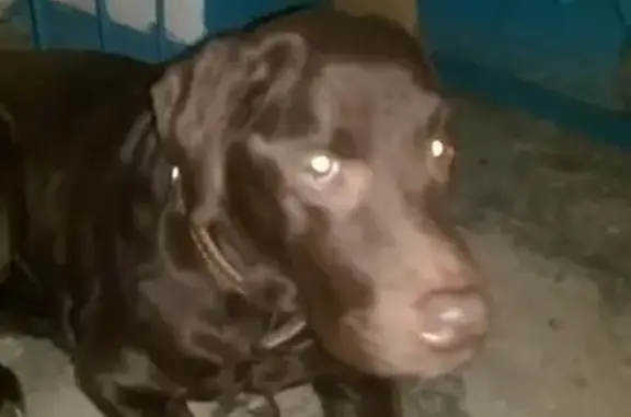 Собака найдена в районе дворца спорта г.Уфа с клеймом на бедре