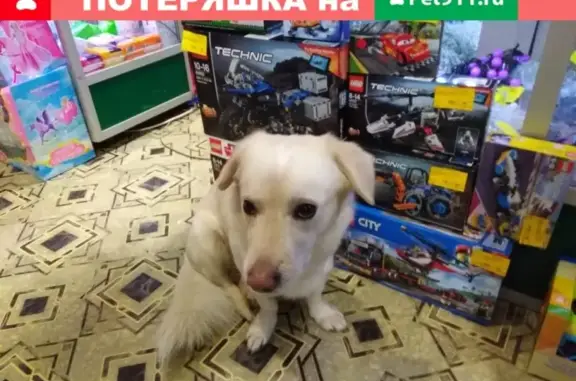 Собака найдена в дачном товариществе Астра-1, Одинцовский район.