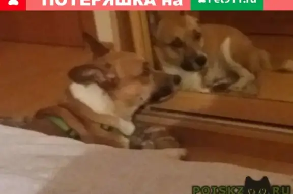 Пропала собака Филя в Куркино, Москва