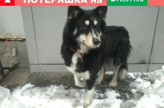 Найдена собака возле офиса на Горбунова, Москва