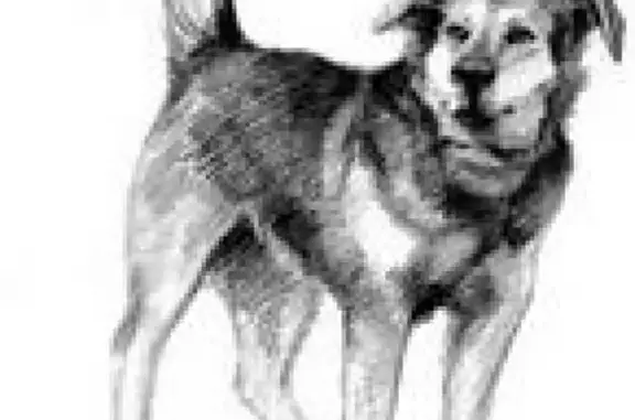 Потеряшка рыжей собаки в Новых Химках