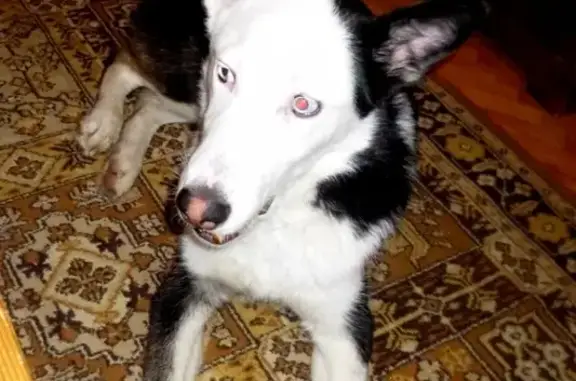 Найдена собака в Москве, район м. Варшавская https://vk.com/id163977143