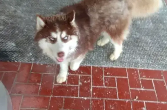 Найдена собака возле ТЦ Заречный, ищет хозяина