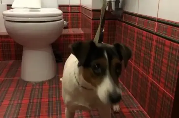 Объявления о пропавших и найденных животных, Пермь, фото: Найдена собака в районе Драмтеатра, Пермь