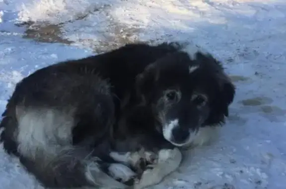 Найдена собака в Калуге-Обнинске, нужна помощь!