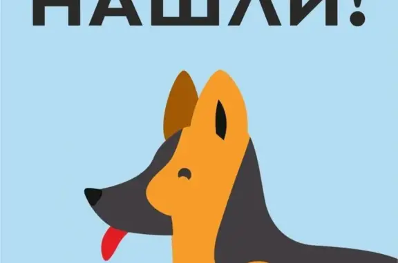 Найдена собака на трассе Пермь-Чусовой.