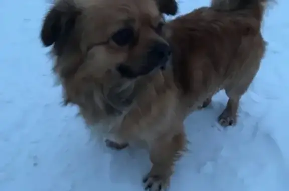 Собаки потеряшки, Калининград, фото: Потеряшка собака на Горького, Калининград.