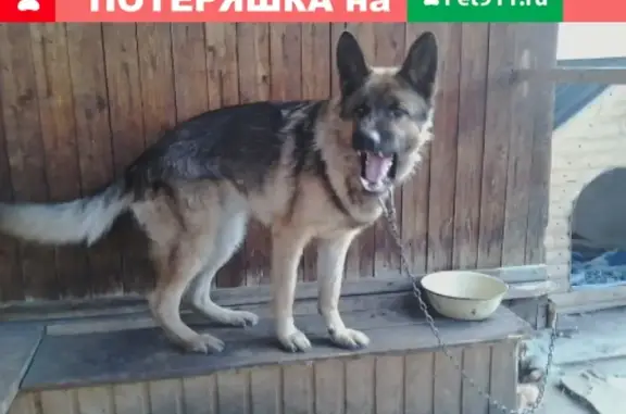 Пропала собака в Соликамске