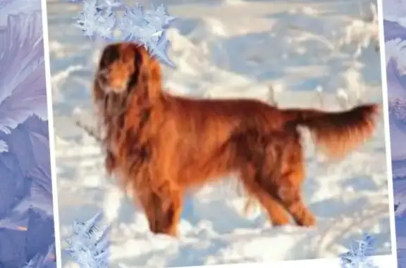 Найдена шоколандная собака в Красноярске