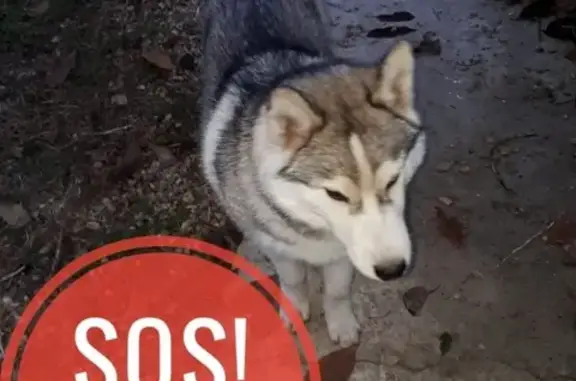Пропала собака Хаски в Армавире, вознаграждение гарантировано!