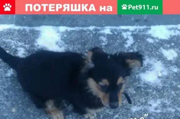 Найден щенок у 13 лицея в Троицке