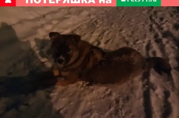 Найдена собака в Гатчинском районе, ЛО