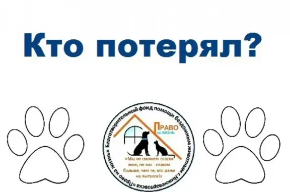 Собака на ул. Ленина, Нижневартовск