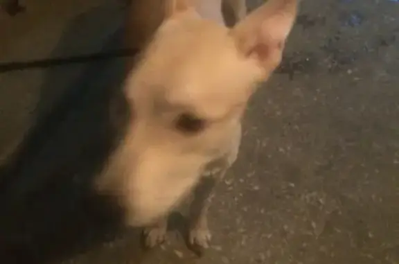 Найдена собака в зеленой рощи, Краснодарская
