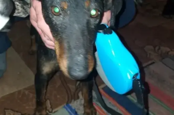 Найдена собака в Валуйках