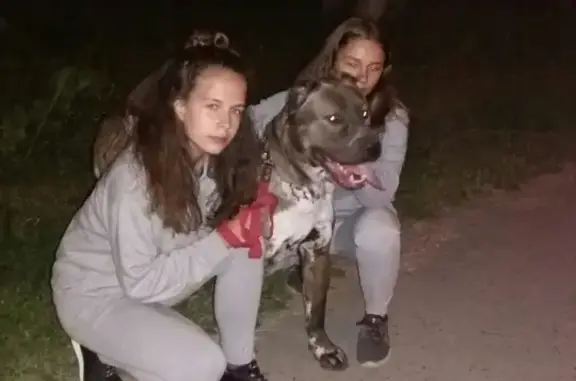 Пропала собака ШОК в Томске, район 5 Армии