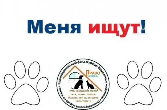 Пропала собака на улице Героев Самотлора