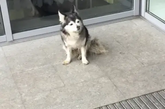 Найдена собака на острове, ищем хозяина
