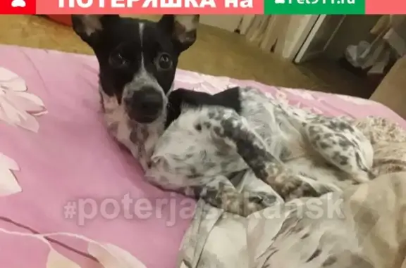 Найдена собака в Дзержинском районе Новосибирска