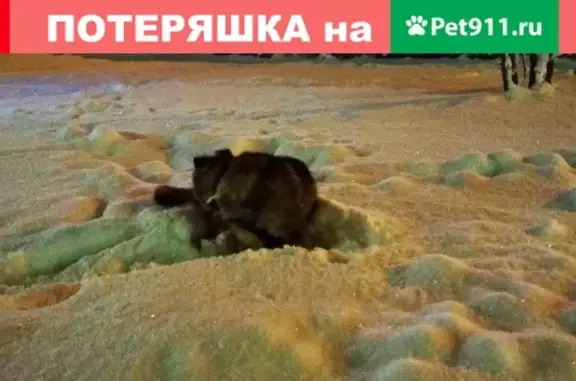 Пропала собака в Окуловке, Новгородская область