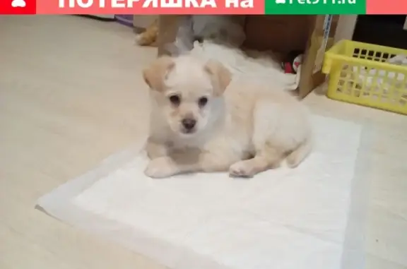 Пропала собака в Зеленом Бору, Полевской #poterya@pol_shmot