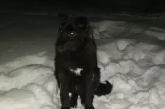 Найдена собака в Омутнинске, ищет дом!