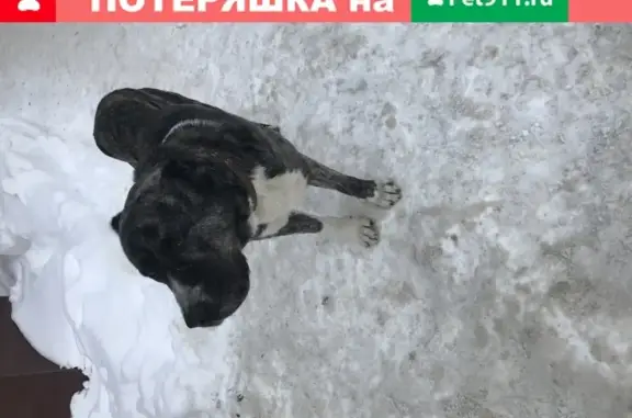 Собака с ошейником найдена в Детском парке, Саратов