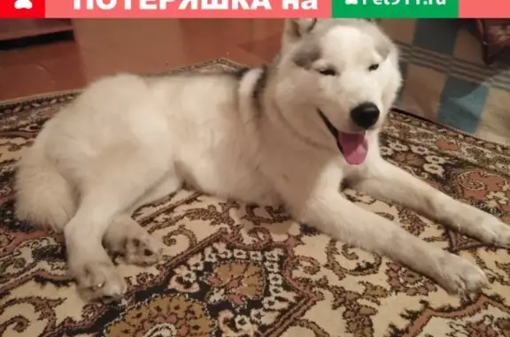 Найдена собака на улице Сосновой, ищем хозяина.