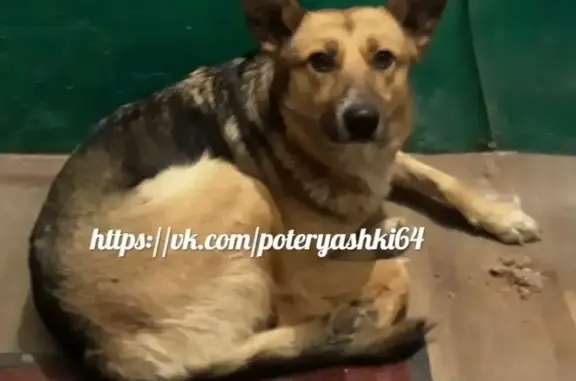 Найдена собака в Ленинском районе Саратова