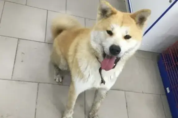 Найдена собака в Краснодаре