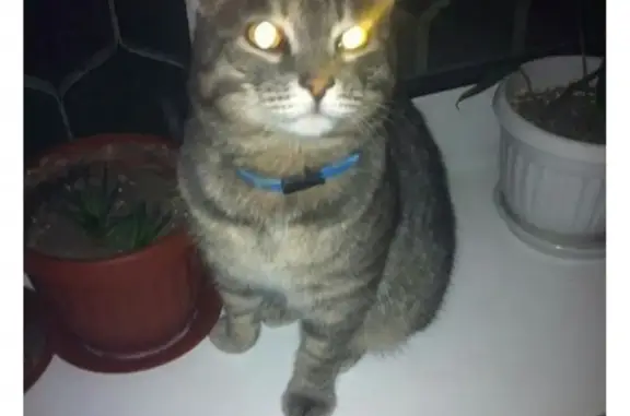Найден кот в 95 квартале Ангарска, с синим ошейником