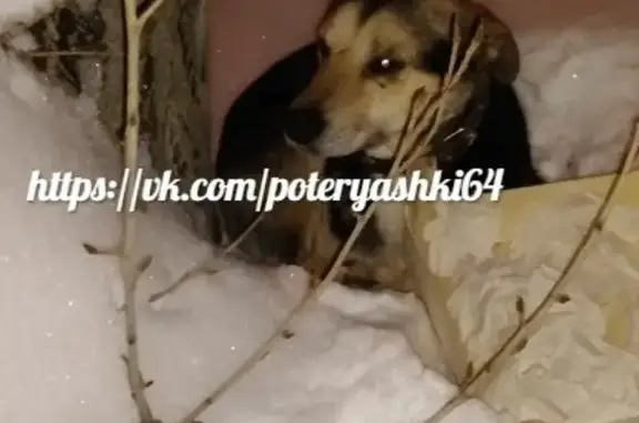 Найден потерянный пёс в Саратове, Ленинский район