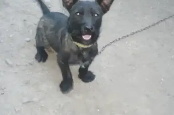 Пропала собака в Зернограде