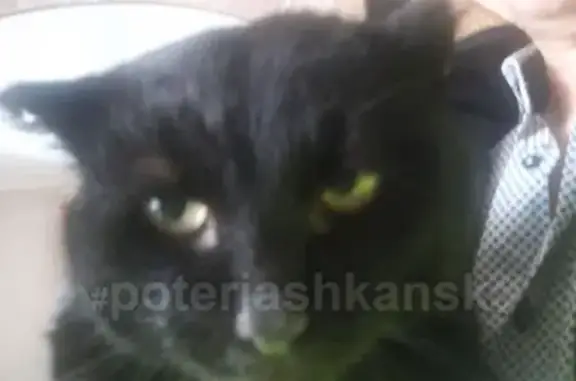 Найден кот домашний в СНТ Гранит, Красный Яр (адрес: http://poterjashka-nsk.ru/nayden-kot-domashniy-snt-granit/)