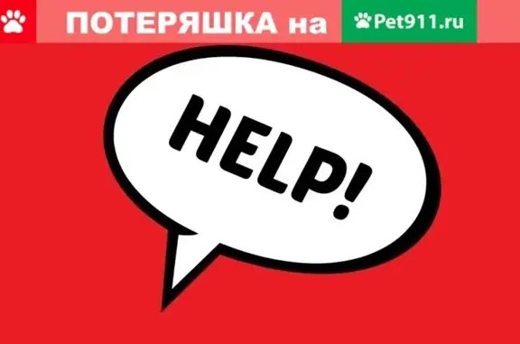 Пропала кошка Мурка в районе 27 квартала, Иркутская область, срочно нужна помощь!
