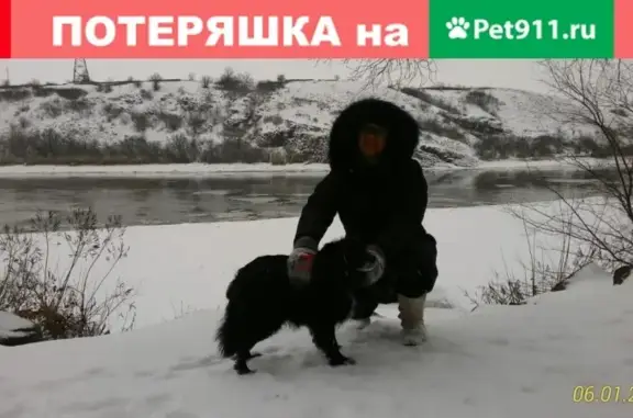 Пропала собака Бим на трассе М-4, район рынка Казачка, Ростовская область