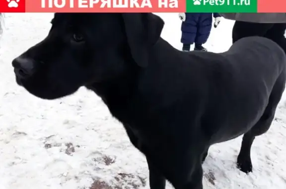 Найдена собака в Морозовке, Всеволожский р-н