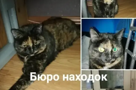 Пропала домашняя кошка на ул. Прокопия Галушина, 14