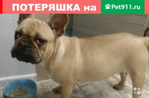 Пропала собака в Краснодаре, район Центральный, микрорайон Дубинка!